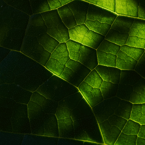 Sustainability environmental  .png